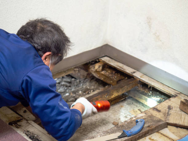 Reliable South Hooksett, NH Mold Remediation Solutions