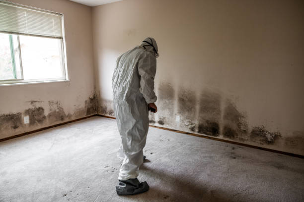Professional Mold Remediation in South Hooksett, NH