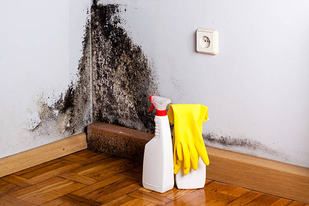 Best DIY Mold Remediation Support Services in South Hooksett, NH