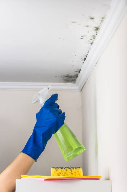  South Hooksett, NH Mold Removal Pros
